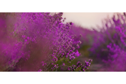 Blooming lavender in the garden, a Nature Photo by yanadjana
