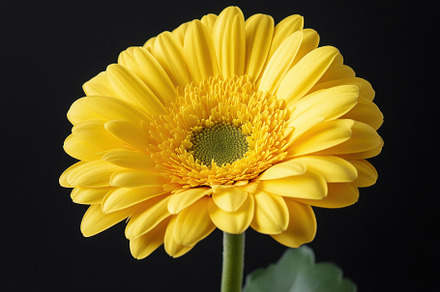 Bright yellow gerbera daisy blooms v, a Photo by Iftikhar Alam