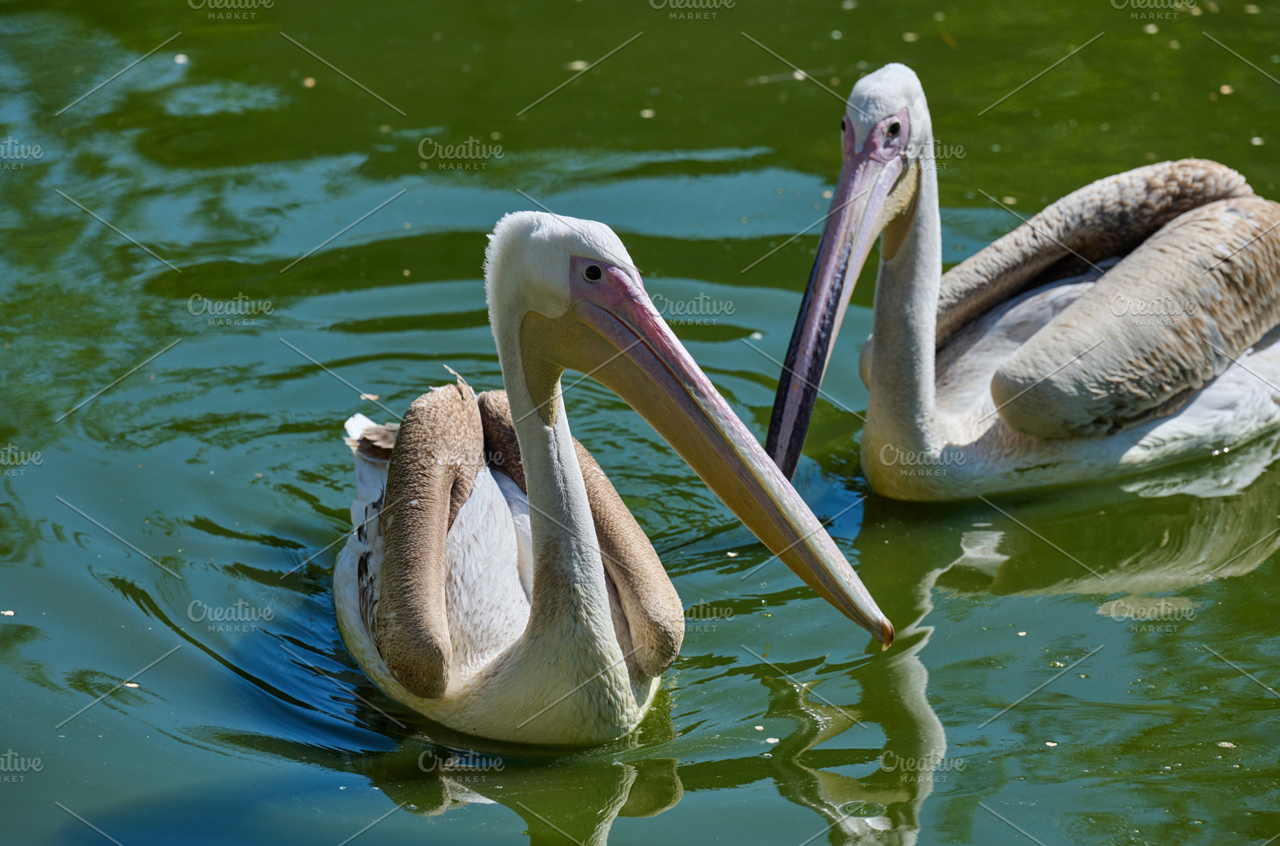 White adult pelican swimming on a pond with green water, an Animal Photo by ndanko