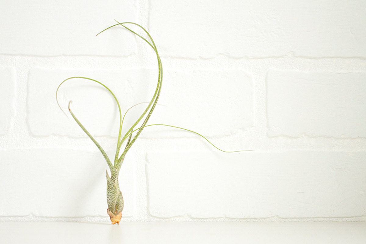 The Airplant Collection, a Nature Photo by Greenleaf Images (Photo 5 of 7)
