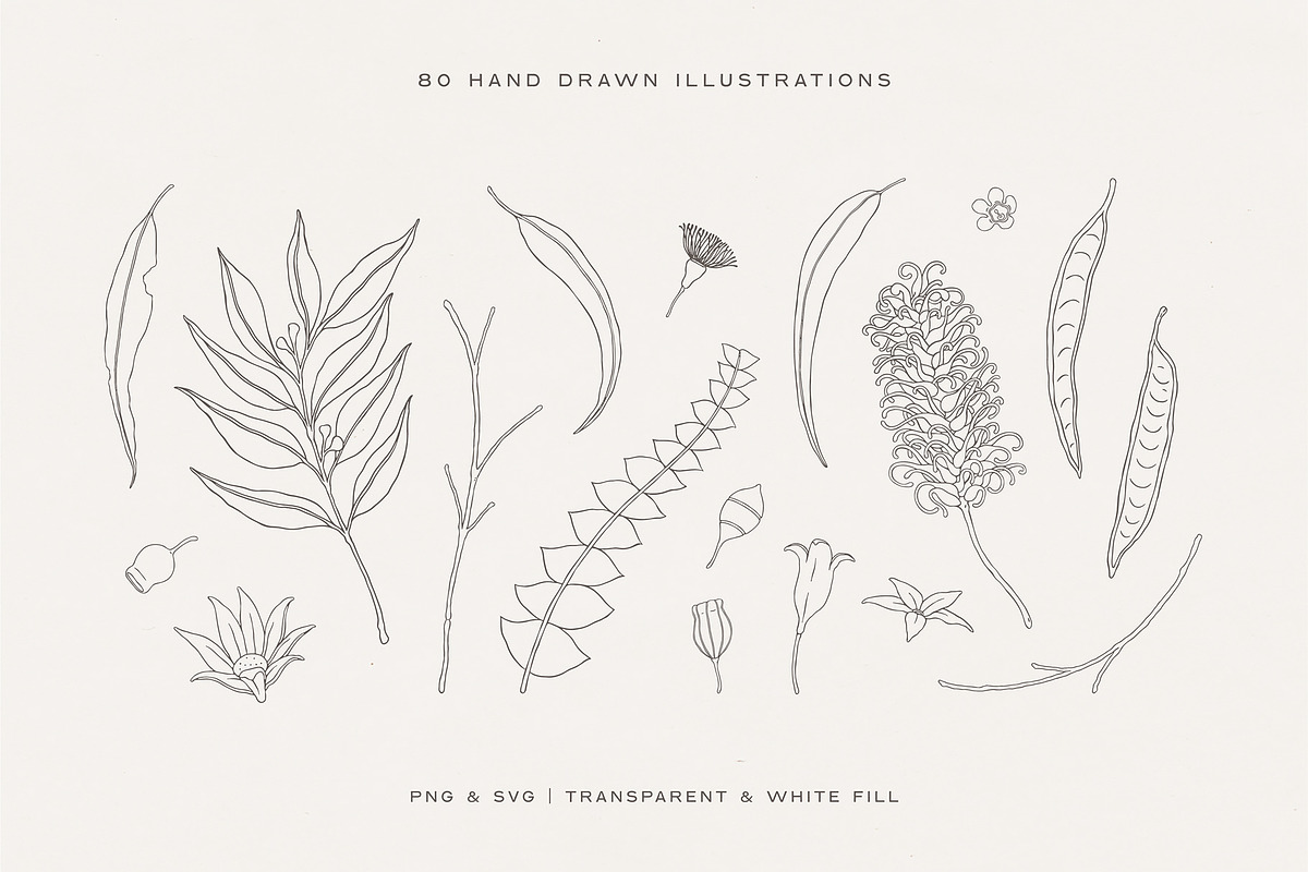 Australian Botanical Illustrations, a Decorative Illustration by rouxsupplyco (Photo 4 of 13)