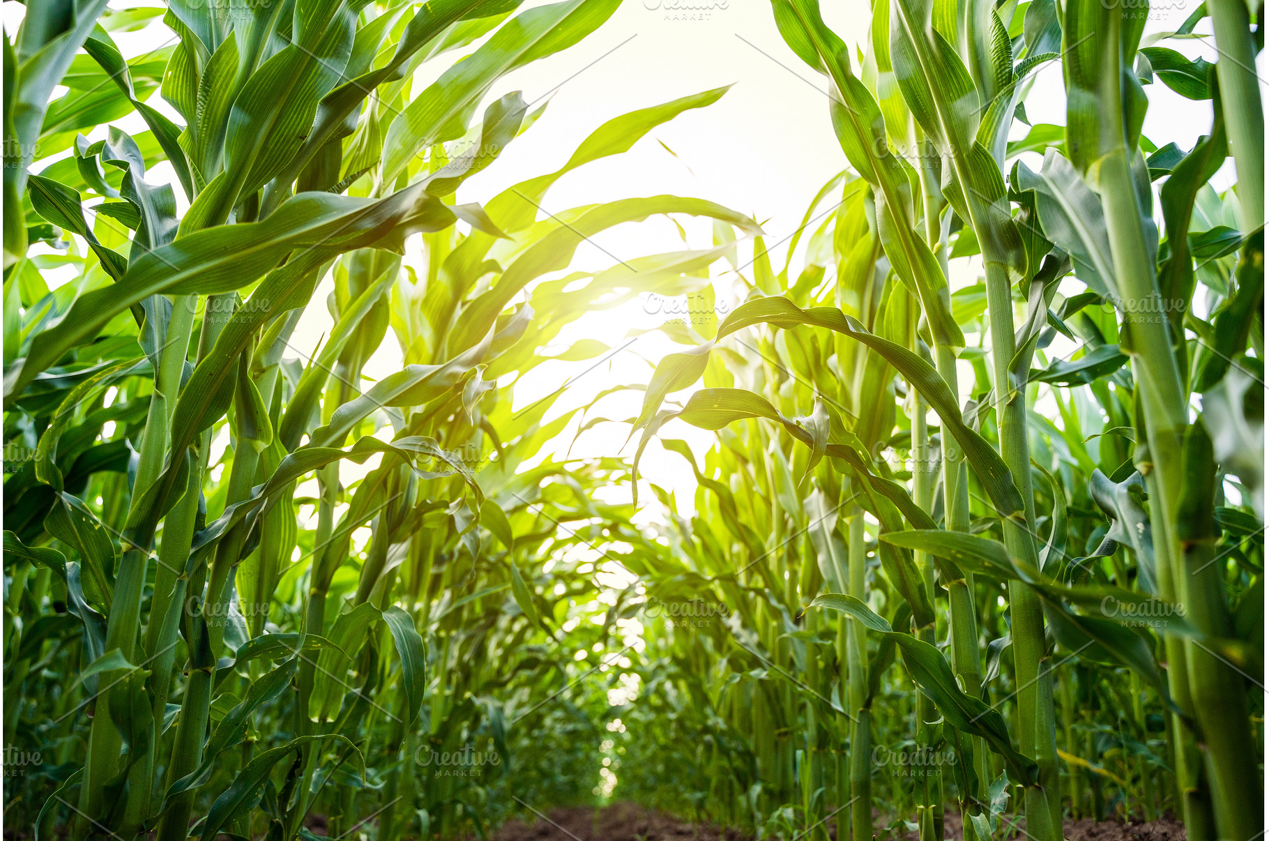 Corn plants growing in straight rows, a Nature Photo by volodymyrshtun13795
