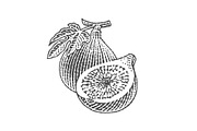 Fresh, ripe figs, a Food Illustration by Irina Trusova (Thumbnail 3 of 3)