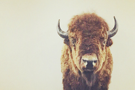 Rustic Minimalist Buffalo Photo