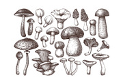 Vector Mushroom Sketches Set, a Seasonal Illustration by Yevheniia (Thumbnail 3 of 7)