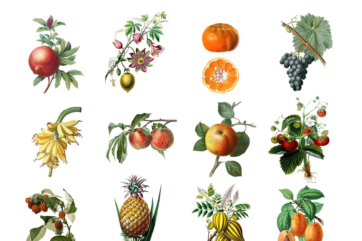 Botanical Master Collection, a Food Illustration by BlackBird Foundry (Photo 9 of 10)