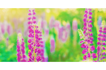 Blooming field of lupins in the, a Nature Photo by yanadjana