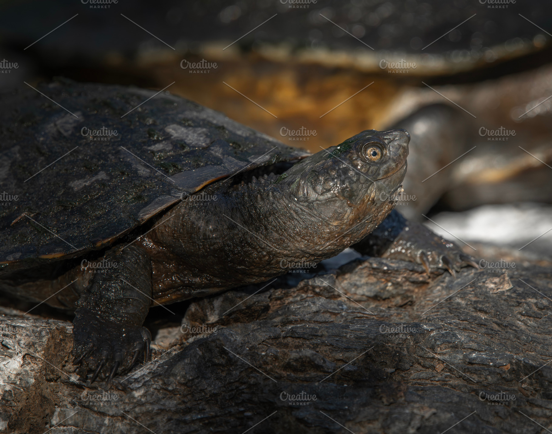 Juvenile Short-necked Turtle, an Animal Photo by Rob D Animal Photography