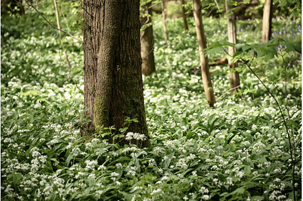 Stunning spring beech forest scene, a Nature Photo by Nature and travel