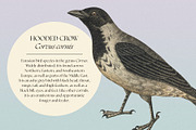 122 Vintage Illustrations of Birds, an Animal Illustration by Graphic Goods (Thumbnail 2 of 14)