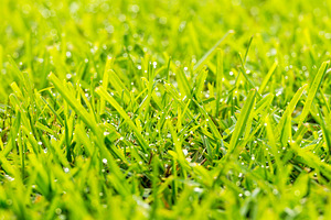 Grass Dew Drops, a Nature Photo by THP Creative