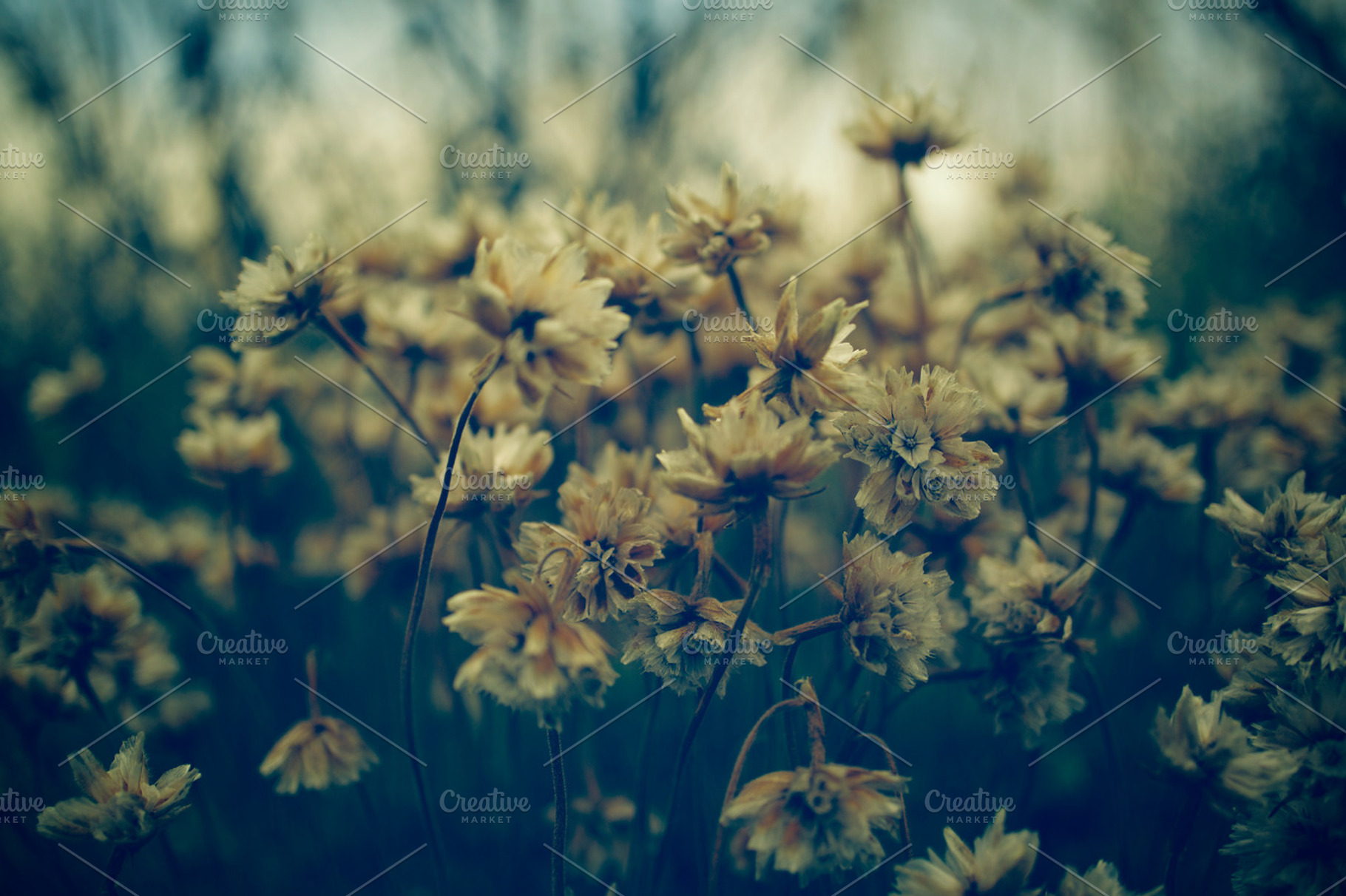Flowers Sunset Stock Photograph