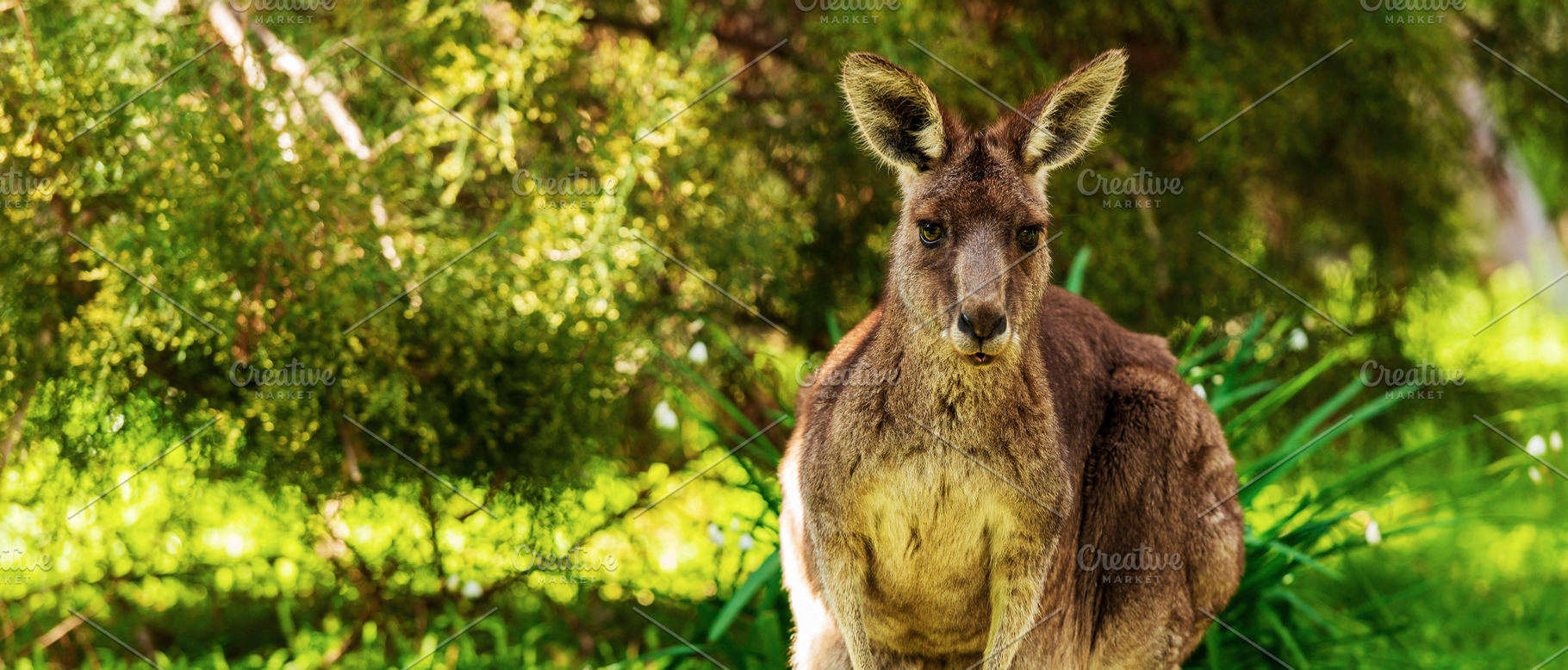 Kangaroo With Copy Space, an Animal Photo by THP Creative