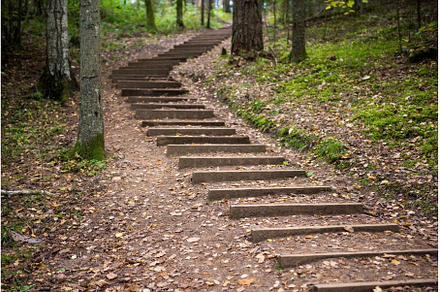 Step stairs in autumn forest park, a Nature Photo by COLORFUL
