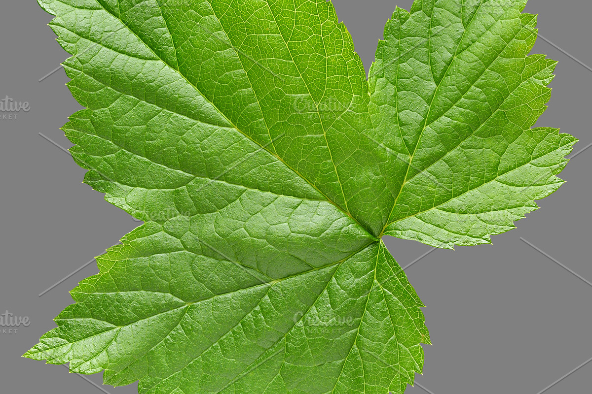 Bundle of isolated green leaves, a Nature Photo by Anatoliy Sadovskiy (Photo 3 of 10)