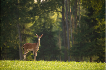 Red deer standing on grass in front