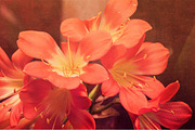 Brushed Digital Art Textures, a Texture Graphic by Alegreya (Thumbnail 4 of 5)