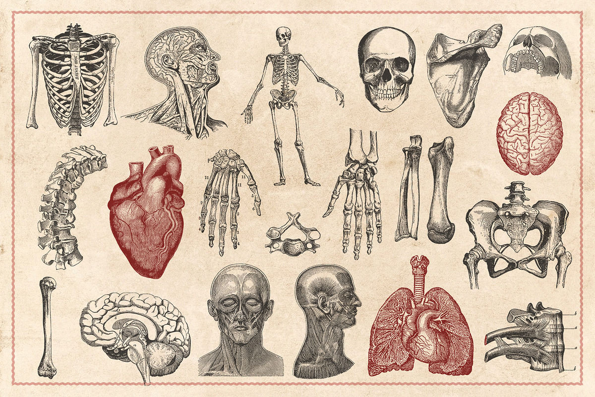 100 Vintage Anatomy Vectors, an Illustration by Brigantine Designs (Photo 4 of 7)