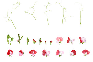 Vector Object Brushes. Sweet Pea.