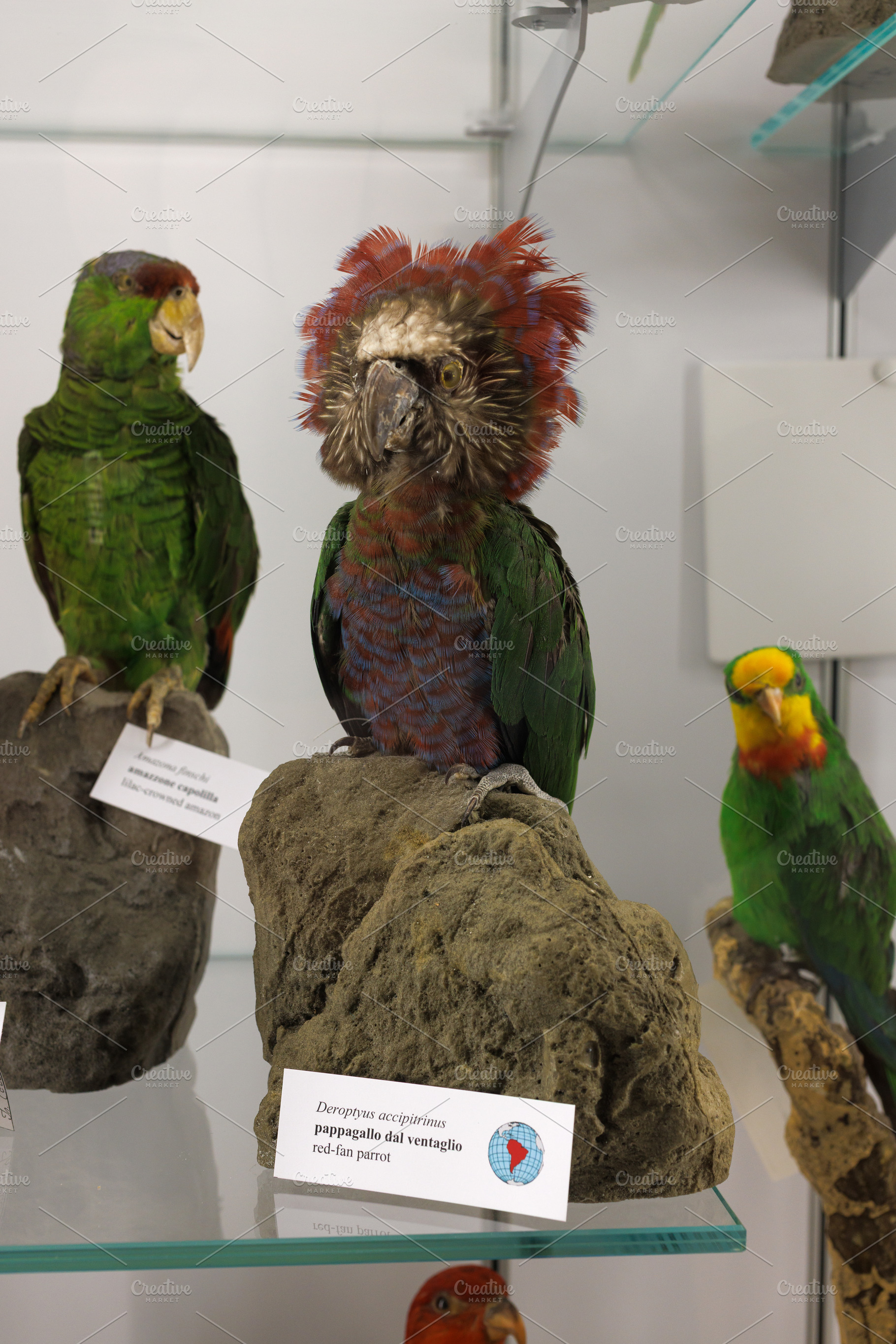 Red-fan parrot Deroptyus accipitrinus, an Animal Photo by Bepslabor