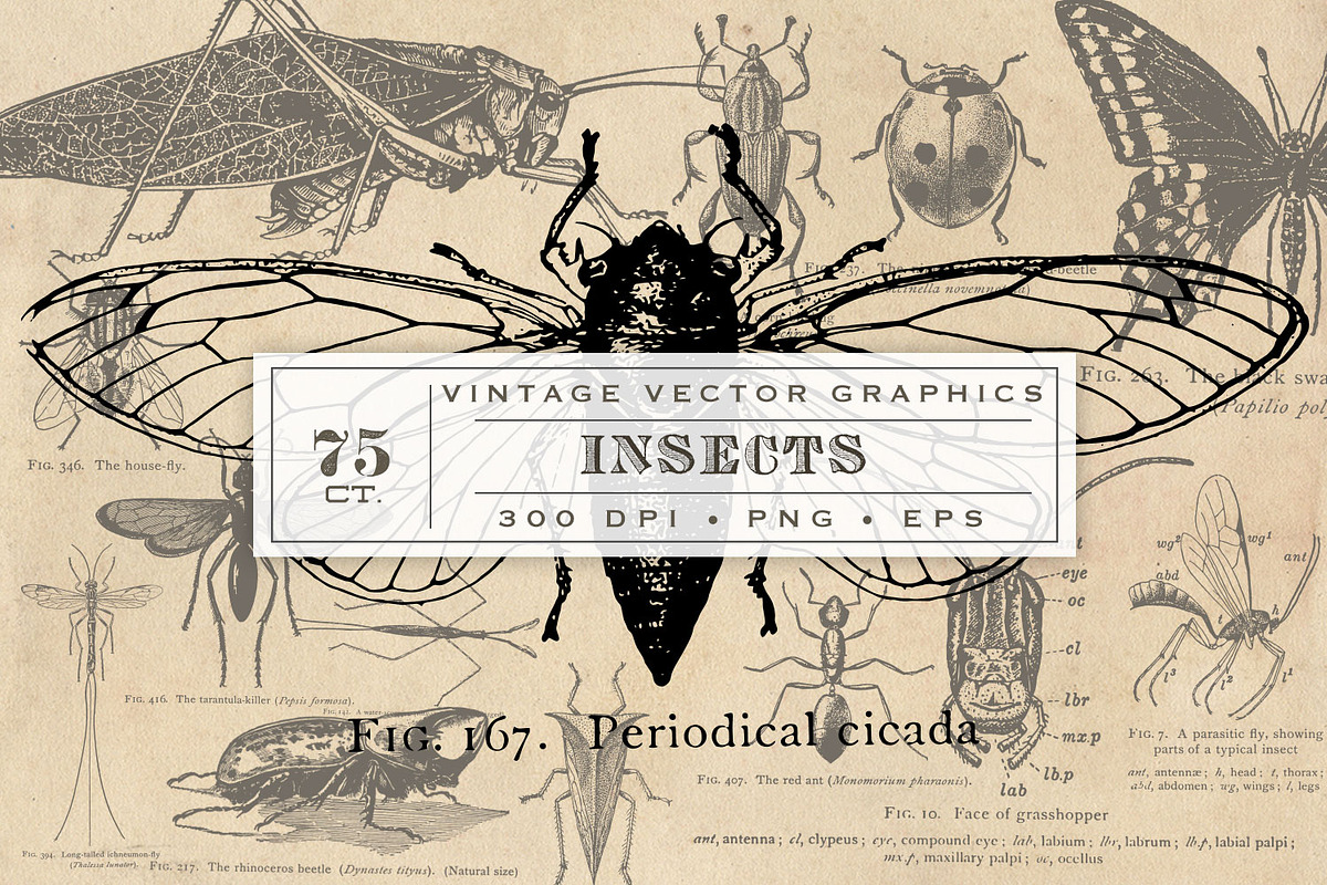 Antique Insect Vector Graphics, an Illustration by Eclectic Anthology (Photo 1 of 3)