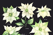 Watercolor white Poinsettia clipart, an Illustration by OlDm_Shop (Thumbnail 3 of 11)