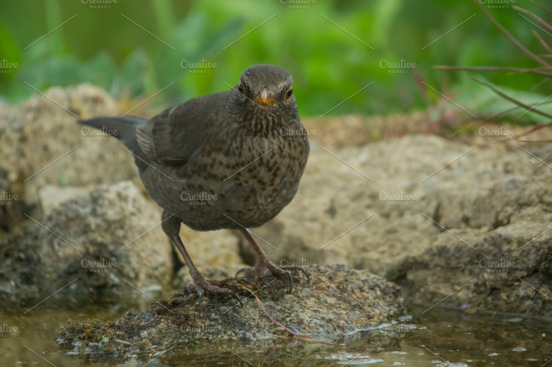 Turdus merula containing agelaius, animal, and avian