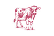 Vintage Jersey Cattle Engraving, an Animal Illustration by MkStudio (Thumbnail 2 of 4)
