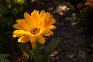 Calendula flower featuring calendula, flower, and blossom