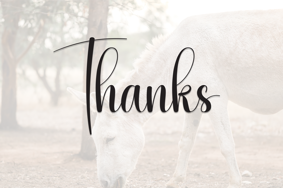 Donkeys | Script Font, a Handwritten Font by Scratchones (Photo 9 of 9)