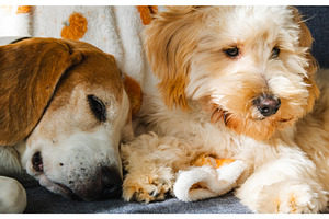 Cozy Nap: Senior Beagle and Fluffy, an Animal Photo by MadPhotos