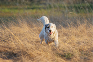 Happy white mixed breed dog running, an Animal Photo by Pakosta
