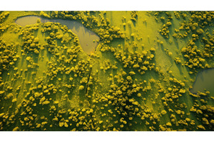 lush golden clover ai generated, a Background Photo by pikepicture