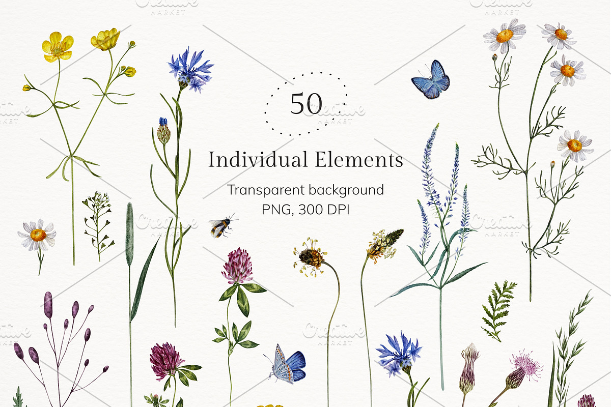Meadow Botany. Watercolor Floral Set, a Healthcare Illustration by JulShuman (Photo 10 of 11)