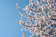Blossoming almond trees, a Nature Photo by Fruits+Veggies (Thumbnail 7 of 17)