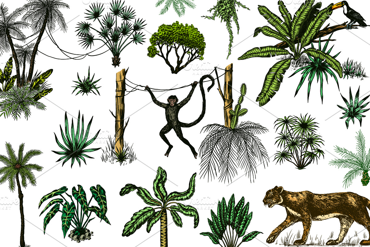 Tropical trees and plants. Jungle, a Decorative Illustration by Arthur Balitskiy (Photo 1 of 4)