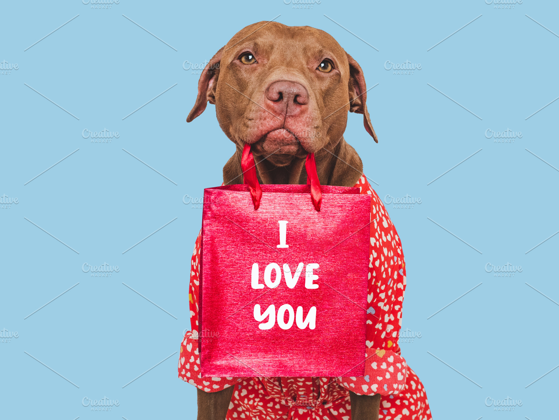 I Love You. Lovable dog and congratulatory inscription, an Animal Photo by Svetlana Barchan
