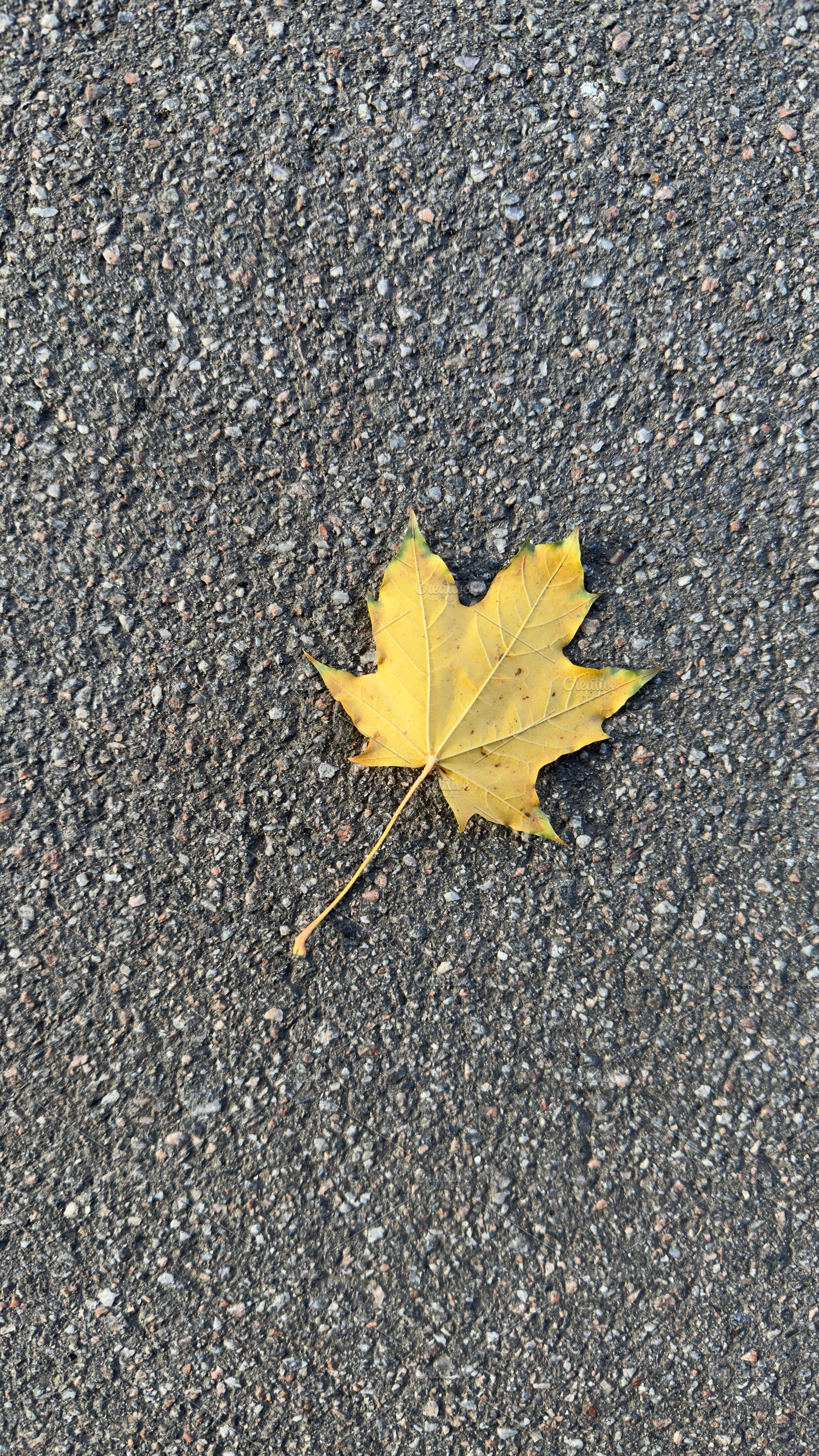 A single yellow maple leaf lying on a textured asphalt surface, a Nature Photo by Textures & Backgrounds