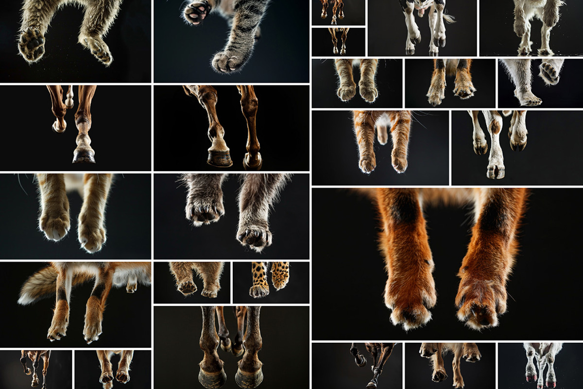Animal Legs - 49 images, an Animal Photo by Handmadefont (Photo 2 of 13)