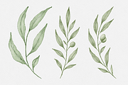 Watercolor Olive Branches Leaves, an Illustration by Creatchees.std (Thumbnail 5 of 13)