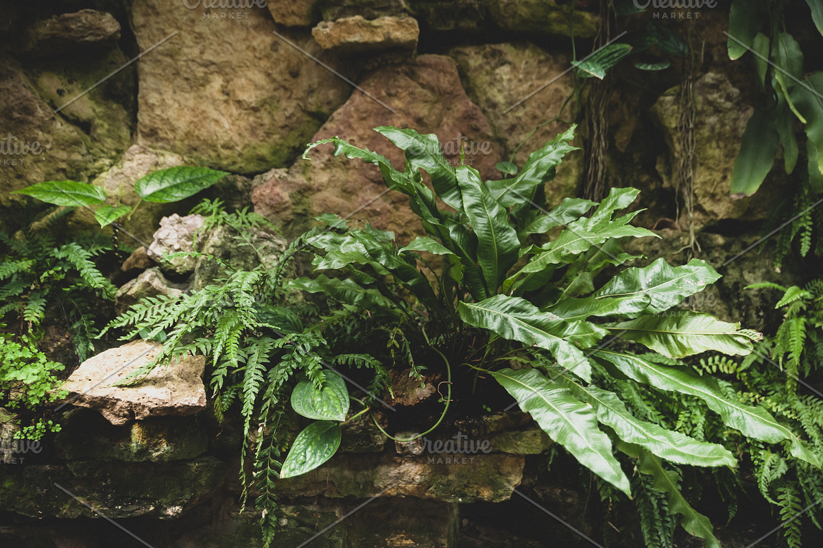 Tropical plants and ferns growing stock photo containing abstract and, a Nature Photo by WildStrawberry Magic (Photo 2 of 2)