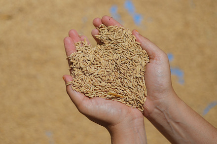 Heart-Shaped Handful of Paddy Rice