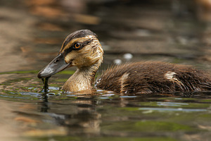Pacific Black Duckling, an Animal Photo by Rob D Animal Photography