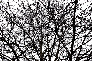 Tree branches isolated on the white stock photo containing wood and isolated