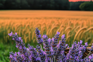 Basket of Lavender in Wheat Fields, a Nature Photo by Virgo Studio