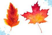 Autumn leaves. Watercolor set., a Decorative Illustration by AlexGreenArt (Thumbnail 3 of 11)