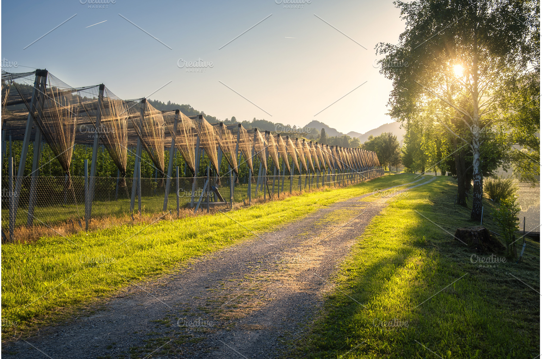 Apple orchard covered with hail, a Nature Photo by den-belitsky