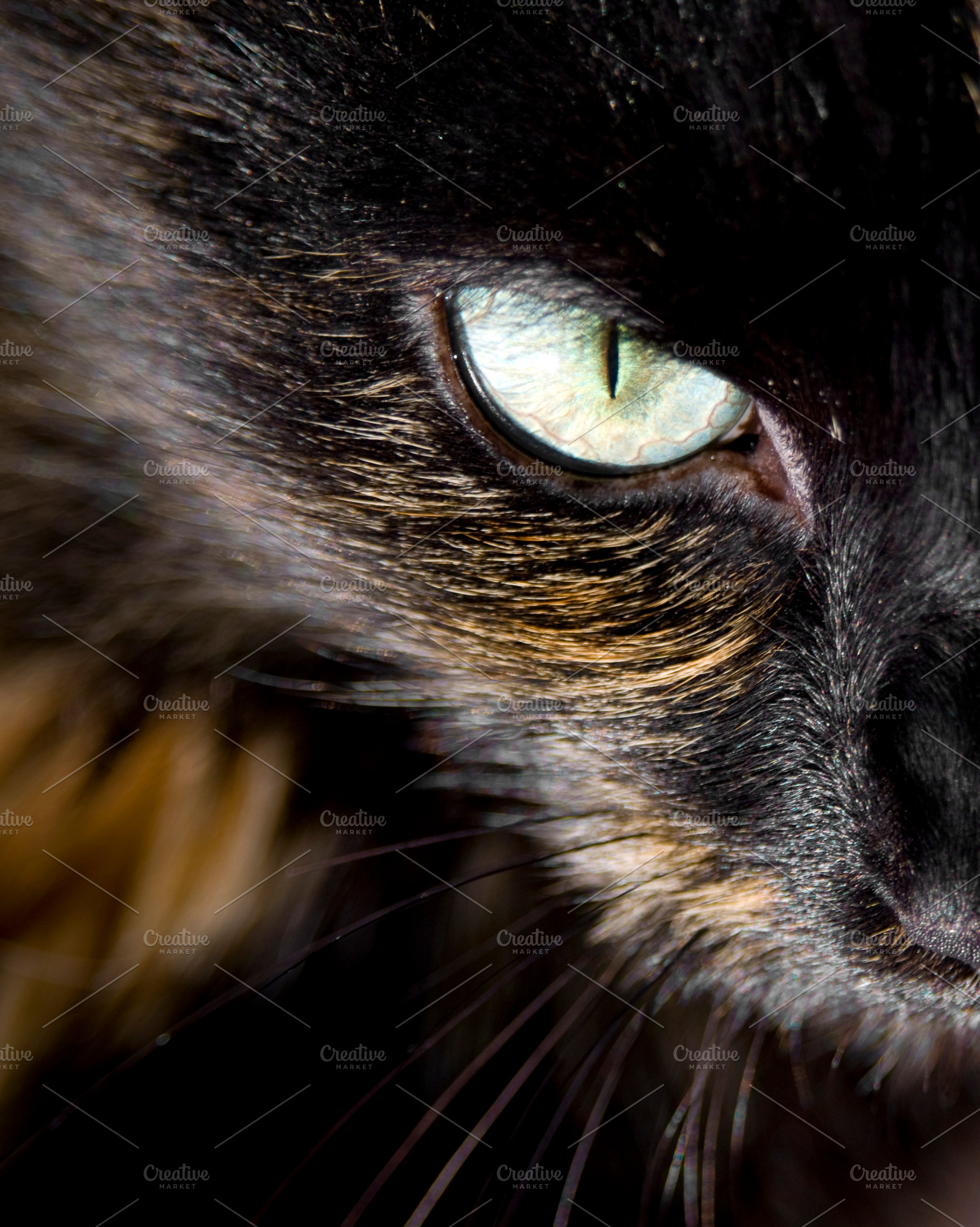 Cats Eye Close Up, an Animal Photo by THP Creative