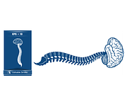 Stylized Spine and Brain Graphic, a Healthcare Illustration by CarWrap design (Thumbnail 4 of 4)