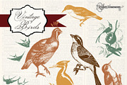 Vintage Birds Clipart & Photoshop
